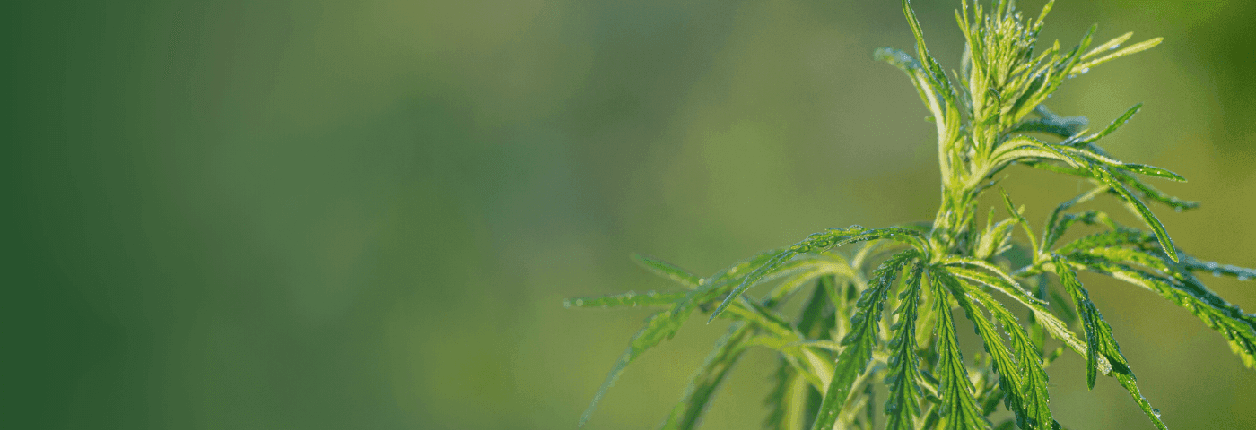 Nahaufnahme einer grünen Pflanze mit Wassertropfen