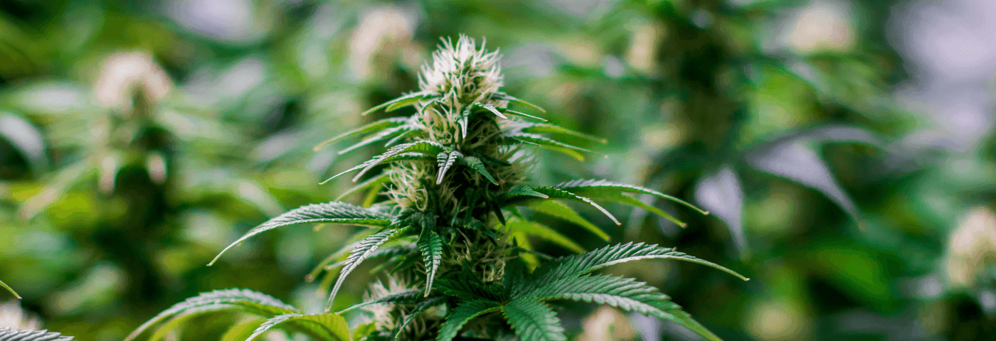 Nahaufnahme einer Cannabis-Pflanze mit grünen Blättern und Blüten.