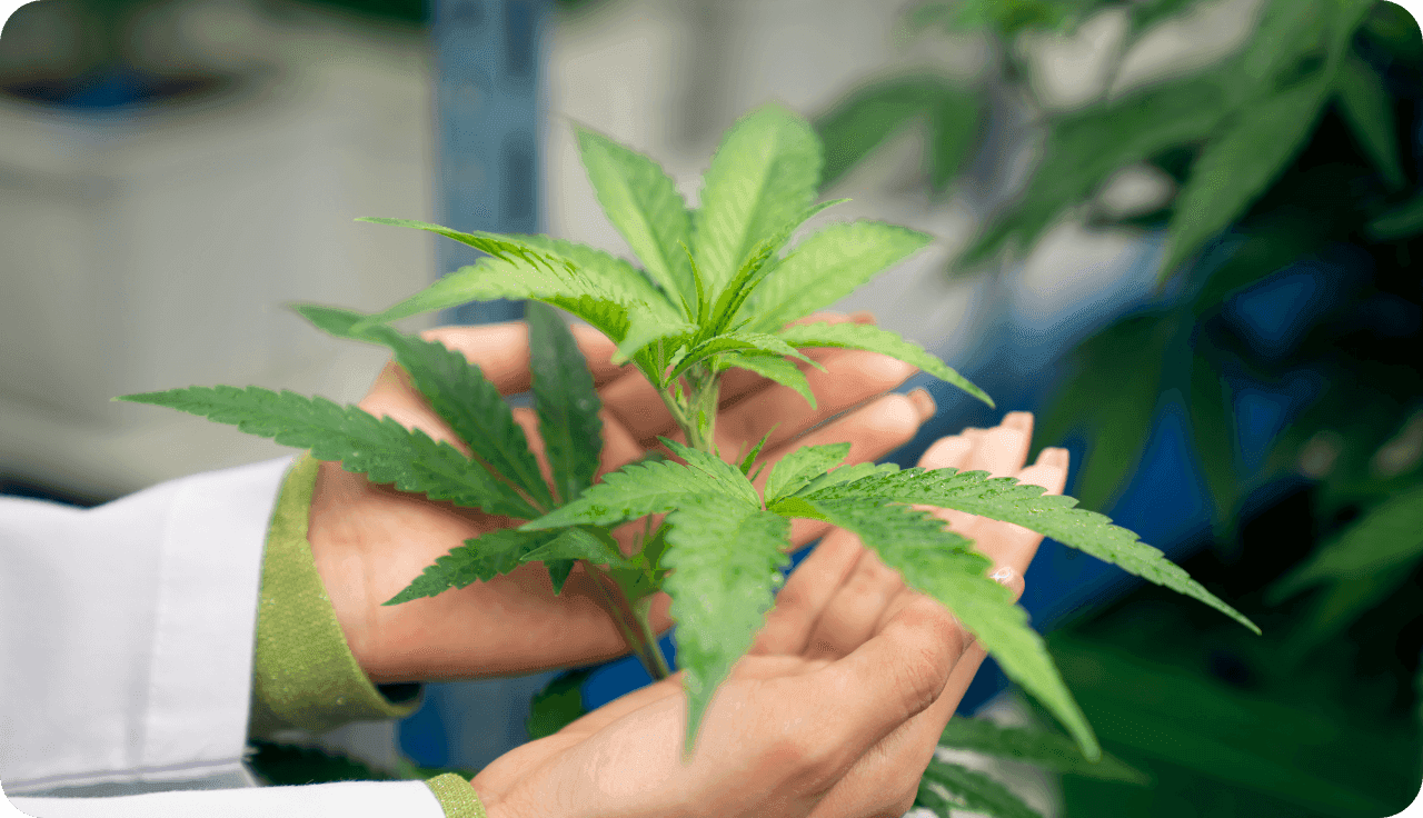 Nahaufnahme von Händen, die eine Hanfpflanze halten.