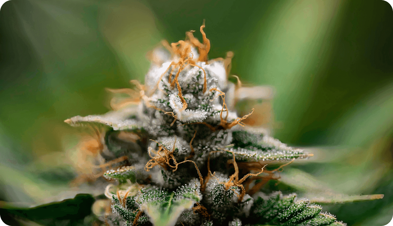 Nahaufnahme einer Cannabisblüte mit Trichomen und orangefarbenen Fäden.