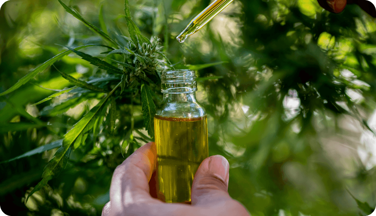 Eine Flasche mit Hanföl, die von einer Hand gehalten wird, umgeben von Hanfpflanzen.
